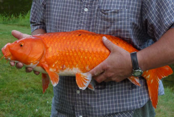 large koi