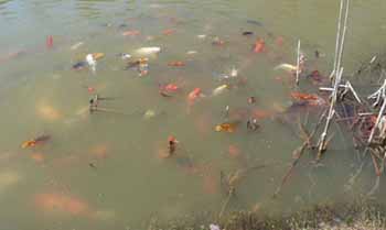 green water pond